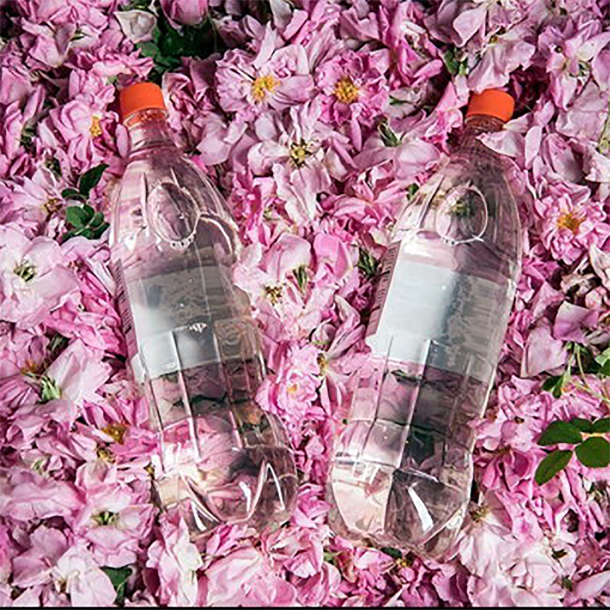 گلاب وعرقیجات سنتی و زرشک
